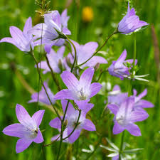 Image result for Glockenblumen