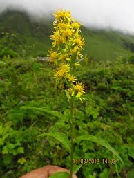 Attēlu rezultāti vaicājumam “Solidago virgaurea leaf”