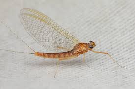 Attēlu rezultāti vaicājumam “Heptagenia sulphurea”