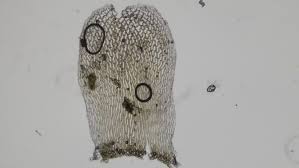 Attēlu rezultāti vaicājumam “Sphagnum palustre”