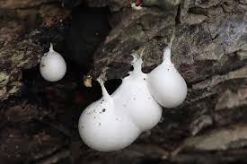 Attēlu rezultāti vaicājumam “Lycogala flavofuscum spores”