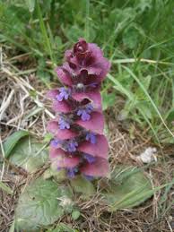 Attēlu rezultāti vaicājumam “Ajuga pyramidalis”