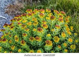 Attēlu rezultāti vaicājumam “Rhodiola rosea flower”