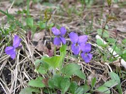 Attēlu rezultāti vaicājumam “Viola hirta flower”