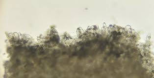 Attēlu rezultāti vaicājumam “Inocybe lanuginosa”