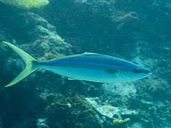 Image result for Elagatis bipinnulata