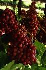Flame seedless grapes public domain image picture