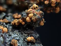 Attēlu rezultāti vaicājumam “Lycogala cf. fossiculatum sessile”