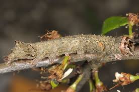 Attēlu rezultāti vaicājumam “Allophyes oxyacanthae”