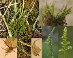 Attēlu rezultāti vaicājumam “Palustriella falcata”