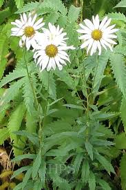 Image result for Leucanthemella serotina