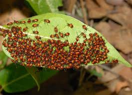Attēlu rezultāti vaicājumam “Lygaeidae”