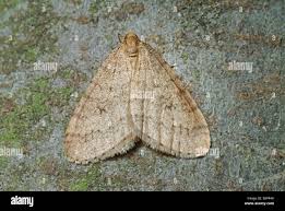 Attēlu rezultāti vaicājumam “Operophtera”