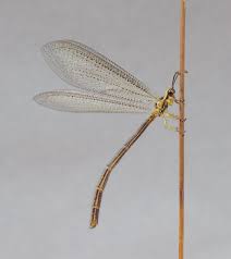 Attēlu rezultāti vaicājumam “Myrmeleontidae imago”