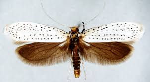 Attēlu rezultāti vaicājumam “Yponomeuta evonymella”