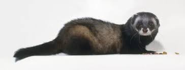 Attēlu rezultāti vaicājumam “Mustela vison”