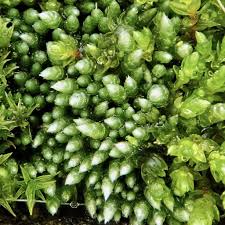 Attēlu rezultāti vaicājumam “Bryum argenteum sporophyte”