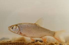 Attēlu rezultāti vaicājumam “Leuciscus idus”