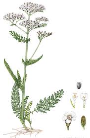 Image result for Achillea millefolium