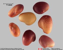 Attēlu rezultāti vaicājumam “Trifolium repens fruit”