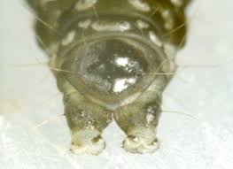 Attēlu rezultāti vaicājumam “Aphelia paleana larva”