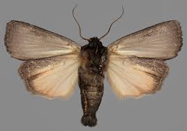 Attēlu rezultāti vaicājumam “Amphipyra livida”