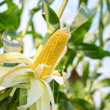 Attēlu rezultāti vaicājumam “Zea mays female flower”