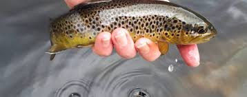 Image result for Byfleet Angling Association