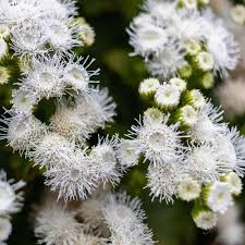 Image result for Ageratum mexicanum