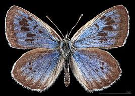 Attēlu rezultāti vaicājumam “Phengaris arion upperside”