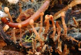 Attēlu rezultāti vaicājumam “Heyderia pusilla”