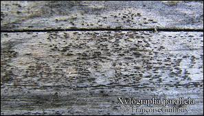 Attēlu rezultāti vaicājumam “Xylographa paralella”