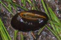 Attēlu rezultāti vaicājumam “Haemopis sanguisuga”