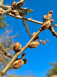 Attēlu rezultāti vaicājumam “Quercus robur bud”