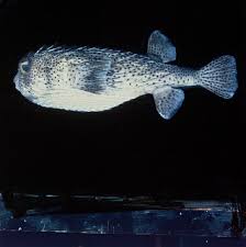 Image result for Diodon hystrix