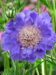 Image result for scabiosa caucasica