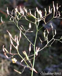 Attēlu rezultāti vaicājumam “Mycelis muralis leaf”