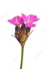 Image result for Dianthus carthusianorum