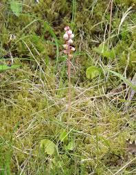 Attēlu rezultāti vaicājumam “Pyrola minor bud”