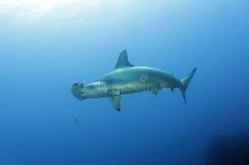 Image result for Sphyrna lewini