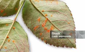 Attēlu rezultāti vaicājumam “Phragmidium sp.”