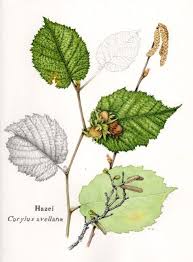Attēlu rezultāti vaicājumam “Corylus avellana leaf”