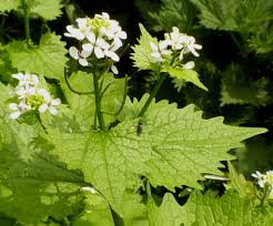 Attēlu rezultāti vaicājumam “Alliaria petiolata flower”