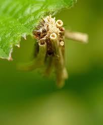 Attēlu rezultāti vaicājumam “Proutia betulina larva”