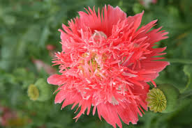 Attēlu rezultāti vaicājumam “Papaver somniferum flower”