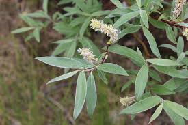 Attēlu rezultāti vaicājumam “Salix lapponum”