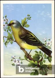 Image result for Carduelis citrinella