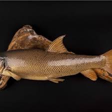 Image result for Thymallus thymallus