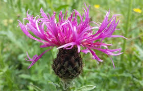 Attēlu rezultāti vaicājumam “Centaurea scabiosa fruit”