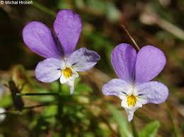 Attēlu rezultāti vaicājumam “Viola tricolor subsp. curtisii”